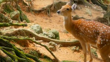 Yaban hayatı sahne. Genç whitetail geyik, orman çevreleyen içinde yabani memeli hayvanlar hayvan nadas. Benekli, Chitals, Cheetal, eksen