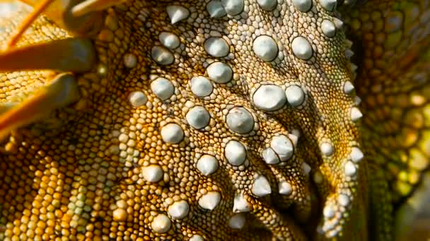 Slapende draak. Close-up portret van de levendige Lizard rust. Selectieve aandacht. Groene leguaan inheems in tropische gebieden — Stockvideo