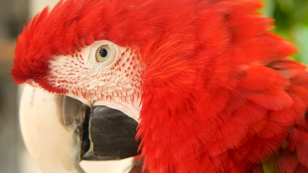 Close up de papagaio-da-amazônia vermelha ou Ara macao, na selva tropical. Vida selvagem Retrato colorido de pássaro — Vídeo de Stock