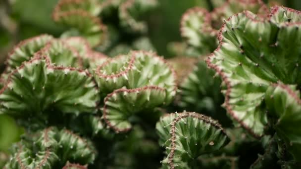 Euphorbia crested immergrüne Wüstenpflanze als Zierpflanze im Garten kultiviert. Sukkulenten Hintergrund, natürliches Muster — Stockvideo