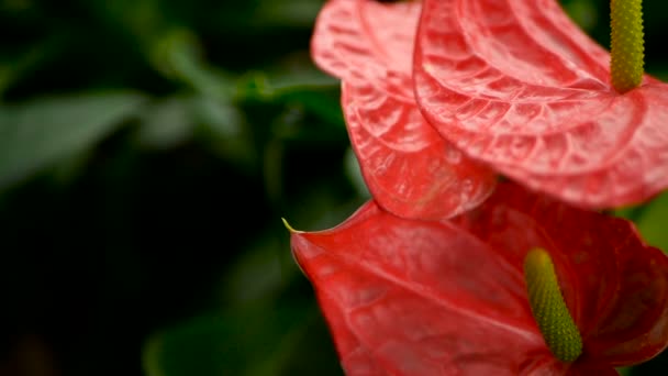 Wild delicate giftige Calla Lelie met gele meeldraad bloei in de tuin als natuurlijke florale achtergrond. — Stockvideo