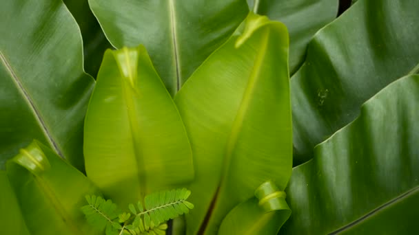 Vogels Nest fern, Asplenium infectiehaard. Wild Paradijs regenwoud jungle plant als natuurlijke florale achtergrond. Abstracte textuur — Stockvideo