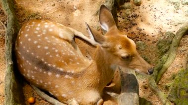 Yaban hayatı sahne. Genç whitetail geyik, orman çevreleyen içinde yabani memeli hayvanlar hayvan nadas. Benekli, Chitals, Cheetal, eksen