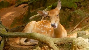 Yaban hayatı sahne. Genç whitetail geyik, orman çevreleyen içinde yabani memeli hayvanlar hayvan nadas. Benekli, Chitals, Cheetal, eksen