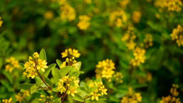 Våren fält av små gula blommor av Galphimia. Vintergrön buske av stjärnformade Golden Thryallis glauca. — Stockvideo