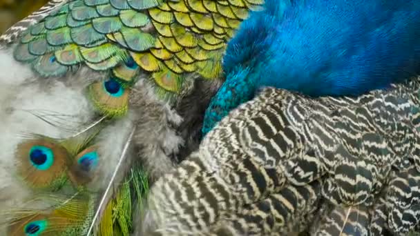 Eleganta exotiska fågelarter, färgstarka konstnärliga fjädrar. Närbild på peacock texturerat fjäderdräkt. Flygande indiska grön påfågel — Stockvideo