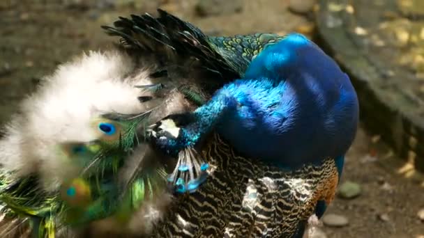 Elegante wilde exotische vogels, kleurrijke artistieke veren. Close up van peacock getextureerde verenkleed. Vliegen Indiase groene Pauw — Stockvideo