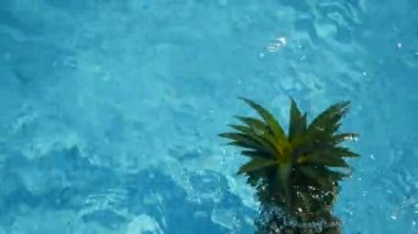 Ananas yüzen içinde mavi su içinde Yüzme Havuzu. Sağlıklı ham organik gıda. Sulu meyve. Egzotik tropik arka plan