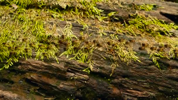 Cría de termitas negras llevando tierra para construir nido, corteza de árbol con musgo. Colonia de insectos eusociales marchando en la selva . — Vídeos de Stock