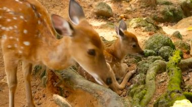 Yaban hayatı sahne. Genç whitetail geyik, orman çevreleyen içinde yabani memeli hayvanlar hayvan nadas. Benekli, Chitals, Cheetal, eksen