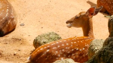 Yaban hayatı sahne. Genç whitetail geyik, orman çevreleyen içinde yabani memeli hayvanlar hayvan nadas. Benekli, Chitals, Cheetal, eksen