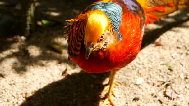 Prachtvolles elegantes Männchen des chinesischen Rotgoldenen Fasans, Chrysolophus pictus im Freien. Exotischer Wildvogel in echter Natur — Stockvideo