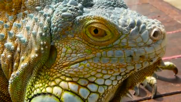 Dragão adormecido. Retrato de perto de Lagarto vibrante em repouso. Foco seletivo. Iguana Verde nativa de áreas tropicais — Vídeo de Stock