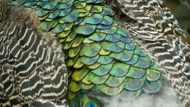 Pássaro exótico selvagem elegante, penas artísticas coloridas. Fechar a plumagem texturizada de pavão. Flying Peafowl verde indiano — Vídeo de Stock