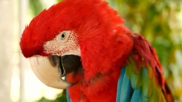 Närbild av röda Amazon Scarlet Macaw papegoja eller Ara macao, i tropiska djungeln skogen. Vilda färgglada porträtt av fågel — Stockvideo