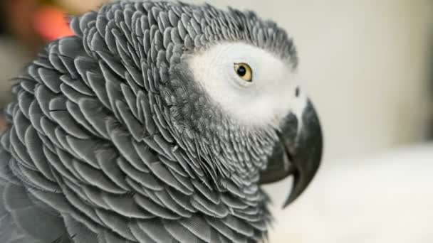 Red-tailed monogamous African Congo Grey Parrot. Companion Jaco is popular avian pet native to equatorial region. — Stock Video