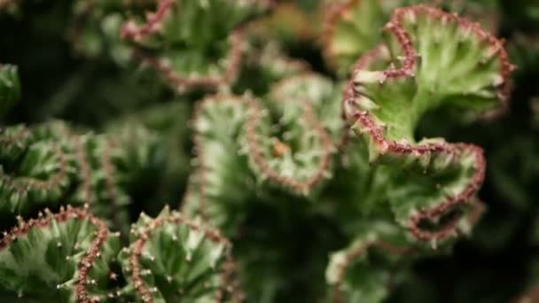 Euphorbia λοφιοφόρος αειθαλές φυτό της ερήμου που καλλιεργείται ως καλλωπιστικό σε κήπο. Παχύφυτα φόντο, φυσικό μοτίβο — Αρχείο Βίντεο