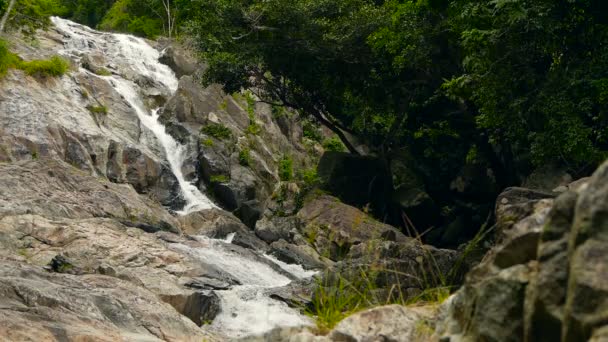 Cenário de floresta tropical e rio com rochas. Floresta tropical profunda. Selva com árvores sobre riacho rochoso rápido . — Vídeo de Stock