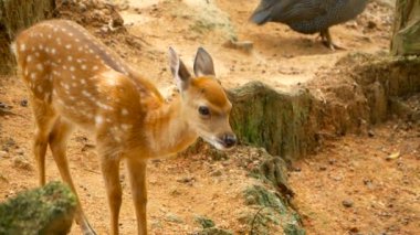 Yaban hayatı sahne. Genç whitetail geyik, orman çevreleyen içinde yabani memeli hayvanlar hayvan nadas. Benekli, Chitals, Cheetal, eksen