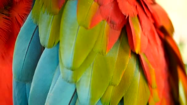 赤アマゾン コンゴウインコ オウムや Ara マカオ、熱帯ジャングルでのクローズ アップ。野生動物鳥のカラフルな肖像画 — ストック動画