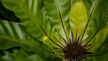 Kuşlar yuva fern, Asplenium nidus. Vahşi cennet yağmur ormanları orman bitki doğal çiçek arka plan olarak. Soyut doku yakın kadar taze egzotik tropik yeşil taze kıvırcık fantezi karanlık ormanda bırakır