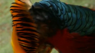 Çin kırmızı altın sülün, Chrysolophus Pictus açık havada muhteşem şık erkek. gerçek doğada vahşi egzotik kuş