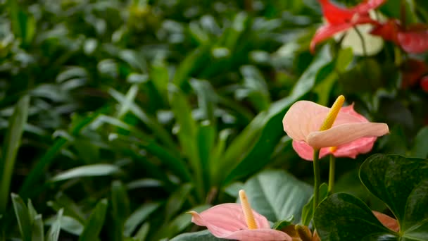 Wilde zarte giftige Calla-Lilie mit gelben Staubgefäßen, die im Garten als natürlicher floraler Hintergrund blühen. — Stockvideo