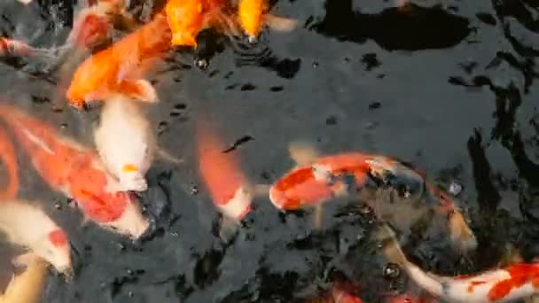Poisson japonais Koi carpe coloré vibrant nageant dans l'étang de jardin traditionnel. Carpes chinoises fantaisie sous la surface de l'eau . — Video