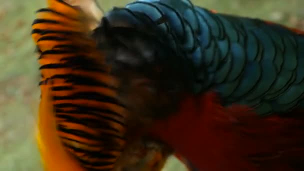Magnificent elegant male of Chinese Red Golden pheasant, Chrysolophus Pictus outdoors. wild exotic bird in real nature — Stock Video