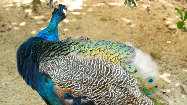 Elegante pájaro exótico salvaje, plumas artísticas de colores. Primer plano de plumaje con textura de pavo real. Peafowl verde indio volador — Vídeo de stock