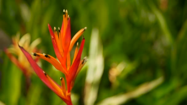 Πορτοκαλί και το κίτρινο heliconia, Strelitzia, Bird Paradise μακροεντολή γκρο πλαν, πράσινο φόντο. Εξωτικά τροπικά ολάνθιστο λουλούδι — Αρχείο Βίντεο