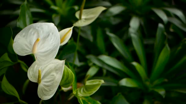 Wilde zarte giftige Calla-Lilie mit gelben Staubgefäßen, die im Garten als natürlicher floraler Hintergrund blühen. — Stockvideo