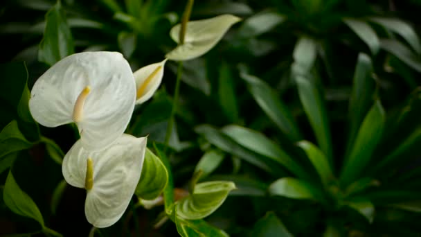 Lys de Calla vénéneux délicat sauvage avec étamines jaunes fleurissant dans le jardin comme fond floral naturel . — Video