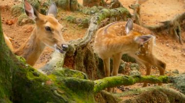 Yaban hayatı sahne. Genç whitetail geyik, orman çevreleyen içinde yabani memeli hayvanlar hayvan nadas. Benekli, Chitals, Cheetal, eksen