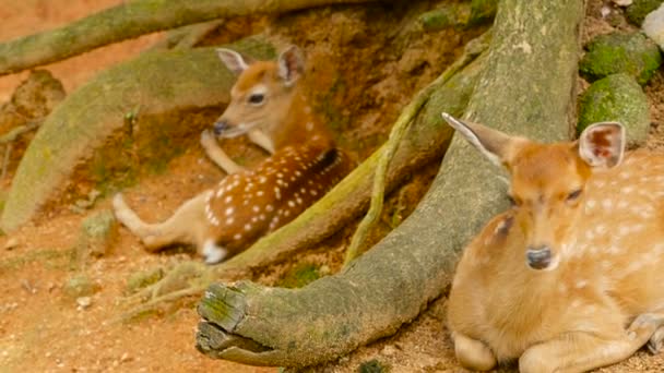 野生动物现场。年轻休闲怀特泰尔鹿, 野生哺乳动物动物在森林周围。斑点, Chitals, Cheetal, 轴 — 图库视频影像