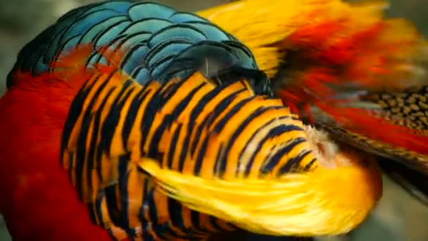 Magnífico y elegante macho de faisán rojo dorado chino, Chrysolophus Pictus al aire libre. aves exóticas silvestres en la naturaleza real — Vídeo de stock