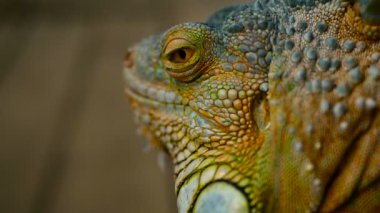 Uyuyan ejderhayı. Canlı kertenkele istirahat yakın çekim portre. Seçici odak. Yeşil Iguana için tropikal alanlarda yerel