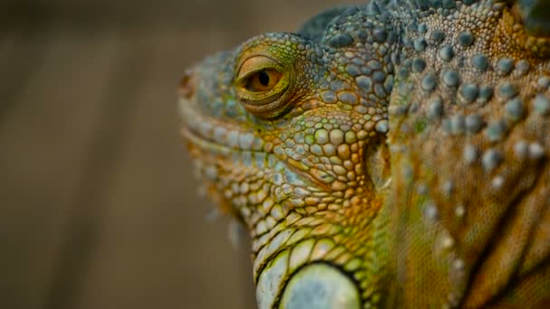 Dragón dormido. Retrato de cerca de Lagarto vibrante descansando. Enfoque selectivo. Iguana verde nativa de zonas tropicales — Vídeos de Stock