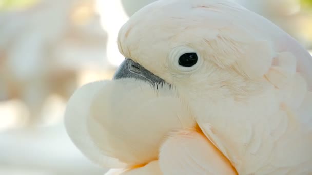 Moluccan or umbrella cockatoo. Portrait of white parrot, exotic endemic bird to tropical rainforest on Indonesia islands — Stock Video
