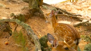 Yaban hayatı sahne. Genç whitetail geyik, orman çevreleyen içinde yabani memeli hayvanlar hayvan nadas. Benekli, Chitals, Cheetal, eksen