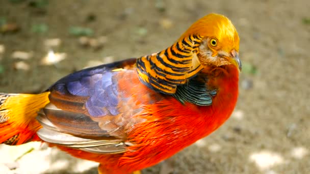 Csodálatos elegáns férfi a kínai vörös arany fácán, Chrysolophus Pictus szabadban. igazi természetét-vad egzotikus madár