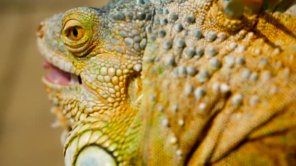 Dragão adormecido. Retrato de perto de Lagarto vibrante em repouso. Foco seletivo. Iguana Verde nativa de áreas tropicais — Vídeo de Stock