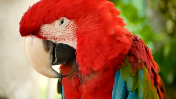 Primer plano del loro guacamayo escarlata de la Amazonía Roja o Ara macao, en la selva tropical. Vida silvestre Colorido retrato de pájaro — Vídeos de Stock