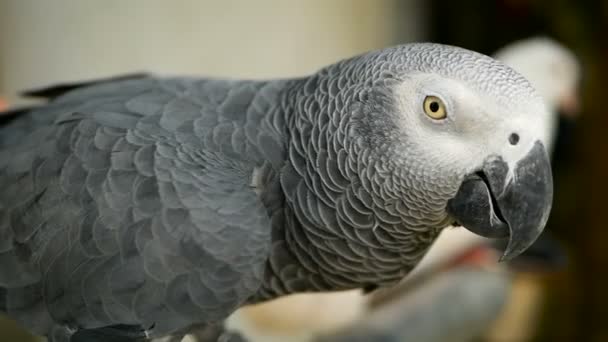 Red-tailed monogamous African Congo Grey Parrot. Companion Jaco is popular avian pet native to equatorial region. — Stock Video