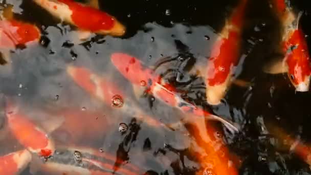 Vibrante colorato giapponese Koi Carp pesci nuotare nel laghetto giardino tradizionale. Carpe cinesi di fantasia sotto la superficie dell'acqua . — Video Stock