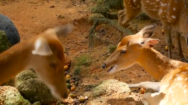 Cena da vida selvagem. Jovem cervo-de-cauda-branca-de-pousio, animal de mamíferos selvagens na floresta circundante. Manchado, Chitals, Cheetal, Eixo — Vídeo de Stock