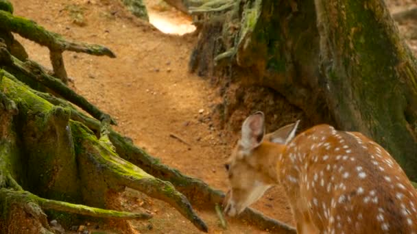 Vadon élő jelenet. Fiatal whitetail szarvas, vadon élő emlős állat a környező erdő ugaron hagyását. Foltos, Chitals, Cheetal, tengely — Stock videók