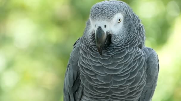 Red-tailed monogamous African Congo Grey Parrot. Companion Jaco is popular avian pet native to equatorial region. — Stock Video