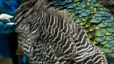 Zarif yabani egzotik kuş, renkli sanatsal tüyler. Dokulu tavus kuşu tüyleri yakın çekim. Hint yeşil tavus uçan