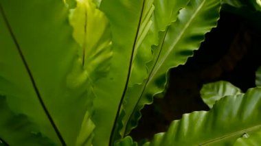 Kuşlar yuva fern, Asplenium nidus. Vahşi cennet yağmur ormanları orman bitki doğal çiçek arka plan olarak. Soyut doku